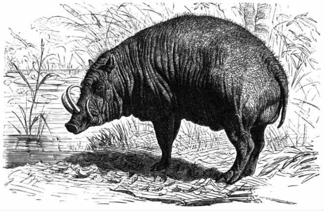 babirusa