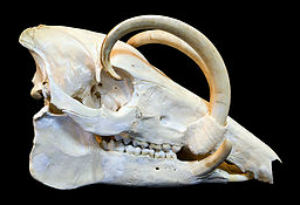 babirusa skull