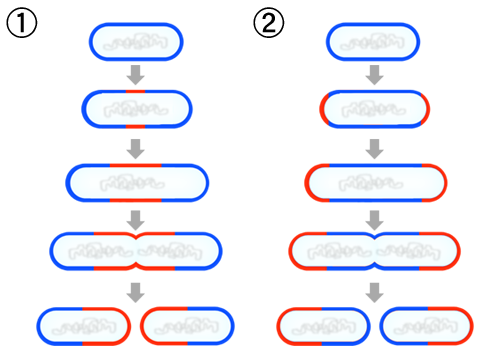 fragmentation and binary fission definition biology