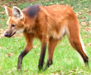 red heeler fox mix