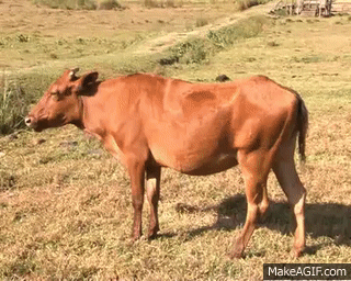 surprised cow gif
