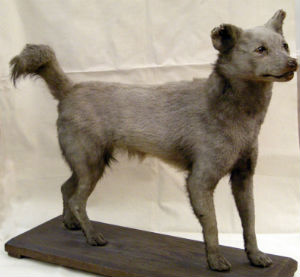 fox wolf hybrid puppy