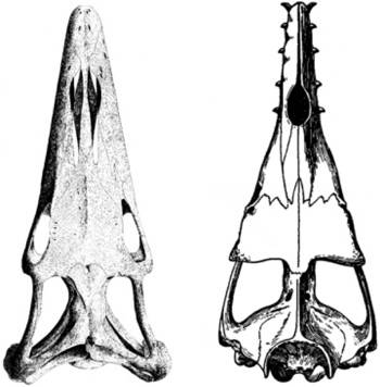 evolution of whales