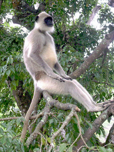 picture of a Hanuman Langur