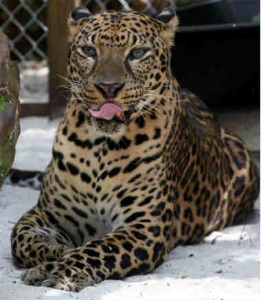 Leonardo Our African Leopard/jaguar Leo Is Defanged And Declawed