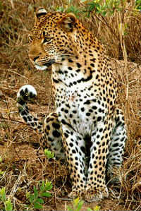tiger jaguar hybrid