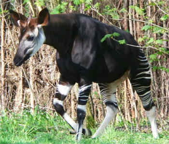 A giraffe-zebra hybrid? - Mammalian