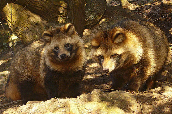 the-raccoon-dog-dfw-urban-wildlife