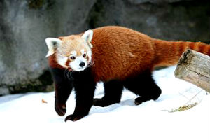 red panda