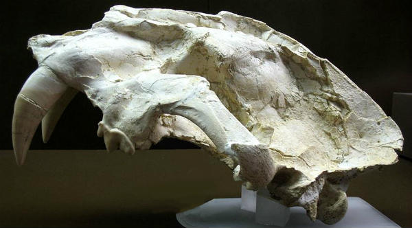 saber-toothed tiger skull