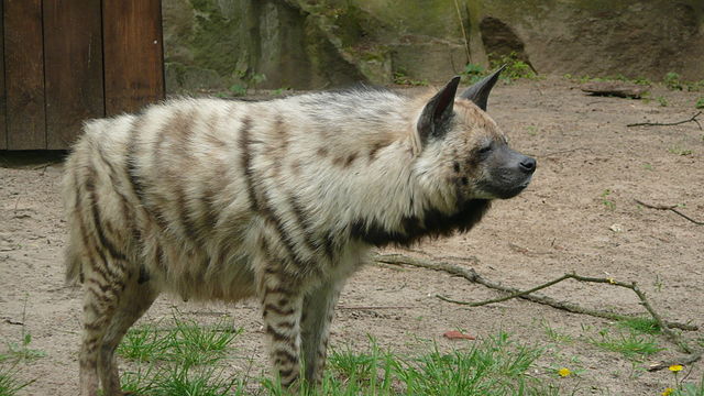 hyena wolf mix