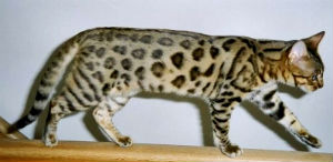 Cat Hybrids - Mammalian Hybrids - Online Biology Dictionary