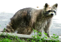 can raccoons and dogs breed