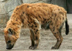 hyena wolf mix