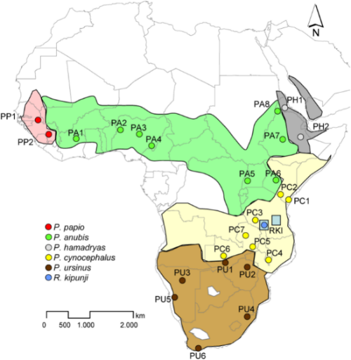 Old World Monkey Hybrids - Mammalian Hybrids