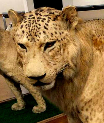 Leopon (Lioness x Leopard) - Mammalian Hybrids