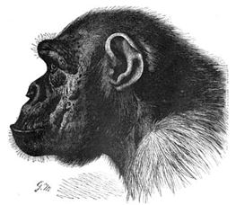 The Hybrid Hypothesis: The Gorilla and the Koolokamba