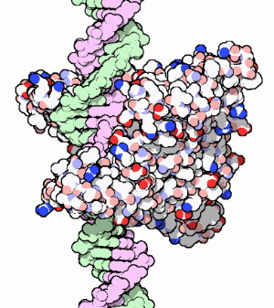 The discovery of restriction endonucleases